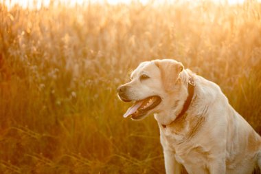 Labrador av köpeği gün batımında bir buğday tarlasında oturuyor.