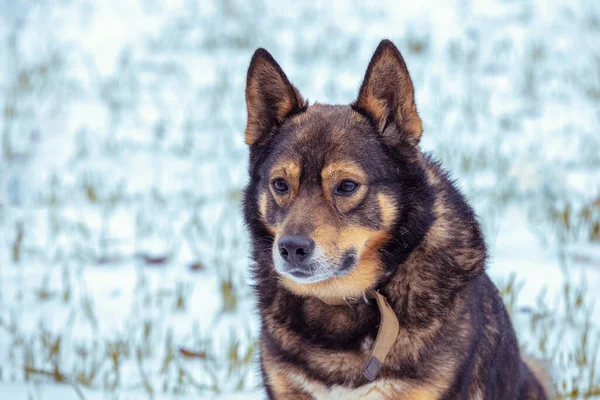 冬は雪原に犬が座る — ストック写真