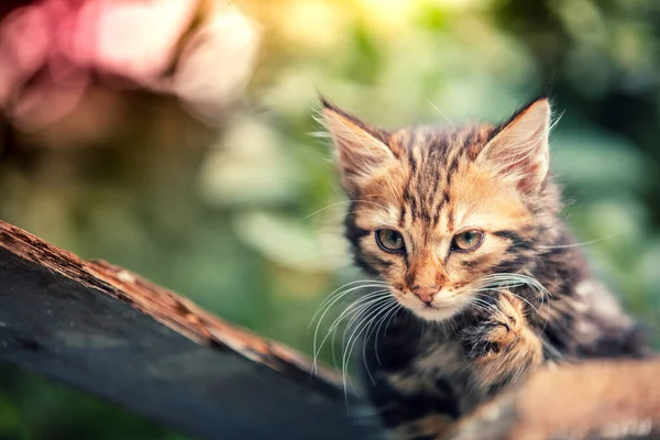 Mignon Petit Chaton Assis Dans Cour Été — Photo