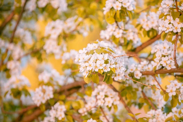 Rami Una Pera Fiorente Primavera Sfondo Natura — Foto Stock