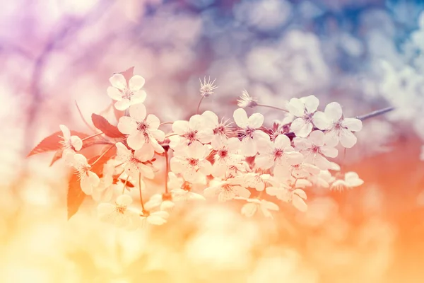 Blühender Obstgarten Kirschbaumzweig Mit Blüten Einem Sonnigen Frühlingstag — Stockfoto