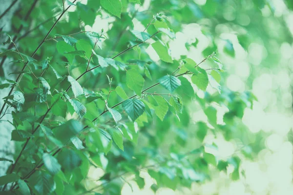 有绿叶的桦树分枝 自然春天的背景 有选择的重点 — 图库照片