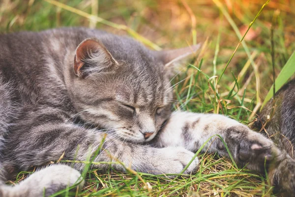 Chat Mignon Dormant Dans Jardin Sur Herbe — Photo