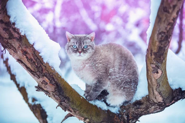 Gato Sienta Árbol Huerto Invierno Retrato Gato Siamés Aire Libre — Foto de Stock