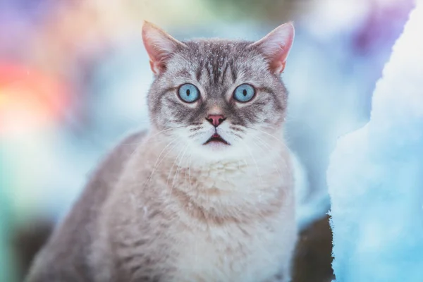 Kedi Karda Oturuyor Kışın Parktaki Siyam Kedisinin Portresi — Stok fotoğraf