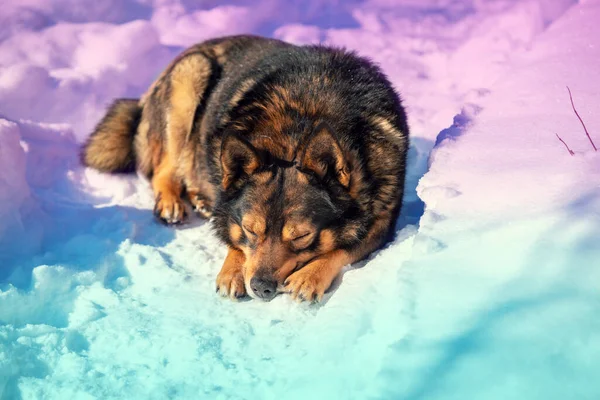 Retrato Cão Lobo Híbrido Dormindo Neve Inverno — Fotografia de Stock