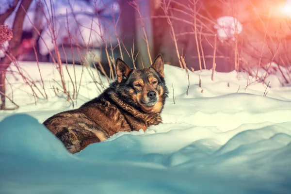 Retrato Del Perro Lobo Híbrido Sentado Aire Libre Nieve Invierno — Foto de Stock