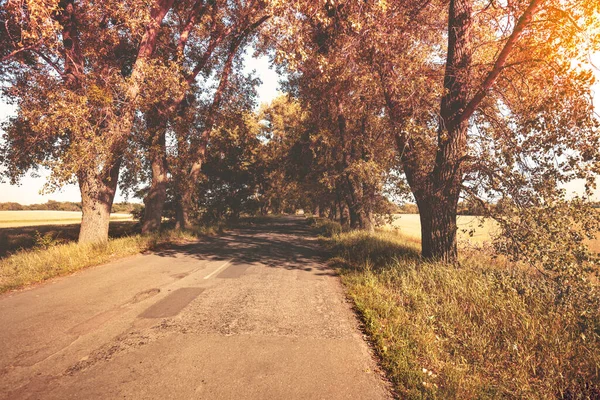Landstraße Einem Sonnigen Herbsttag Naturlandschaft Bäume Wachsen Entlang Der Straße — Stockfoto