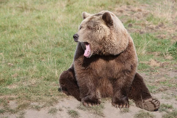 Orso bruno nella natura — Foto Stock