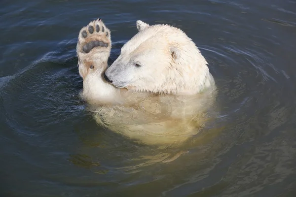 IJsbeer zwemt in het water — Stockfoto