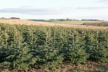 Nordmann fir plantation in Denmark  clipart