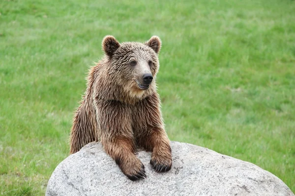 Urso marrom na natureza — Fotografia de Stock