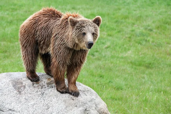 Orso bruno nella natura — Foto Stock