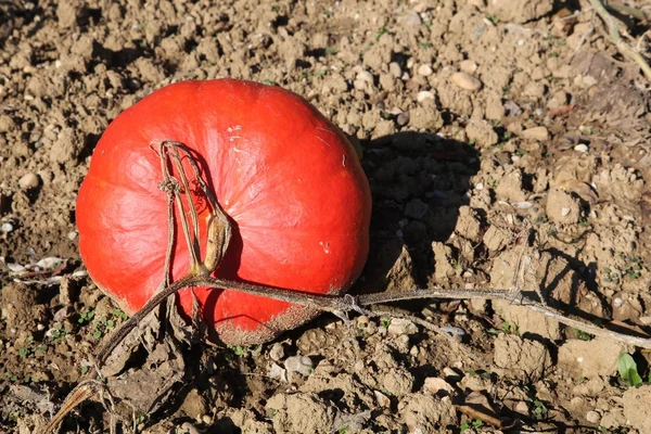 Pumpkin in a garden — Stock Photo, Image