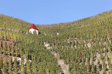 Cote Rotie Fransa, üzüm bağları