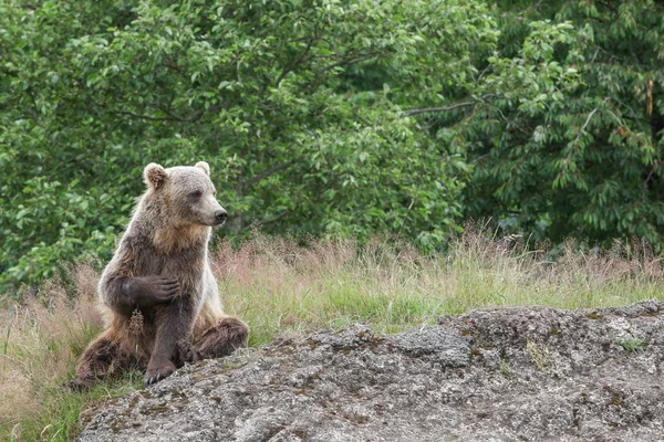 Barna medve a természetben — Stock Fotó