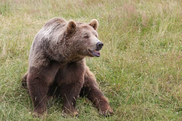 Oso pardo en la naturaleza —  Fotos de Stock