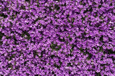 Mor aranjmani çiçekler 