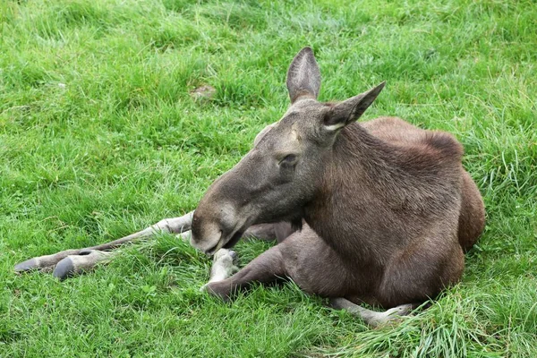 Moose in the nature — Stock Photo, Image