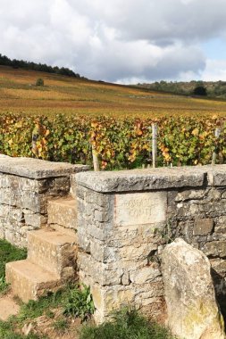 Burgonya, Fransa Romanee Conti üzüm bağları ile manzara 