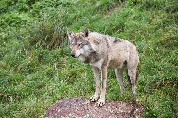 自然の中でオオカミ — ストック写真