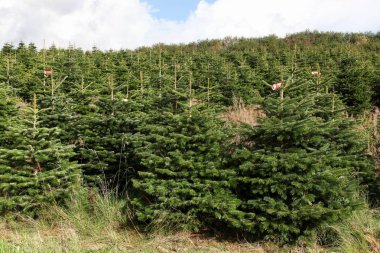 Nordmann fir plantation in Denmark  clipart