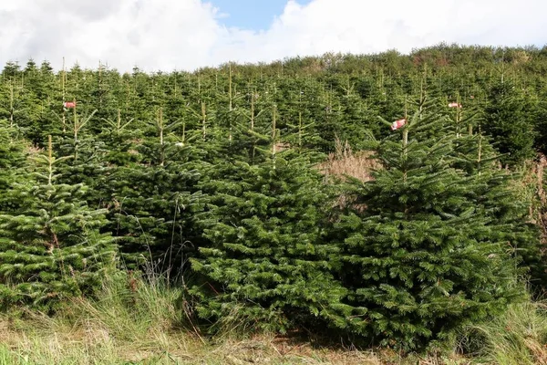Nordmann köknar plantasyon içinde Danimarka 