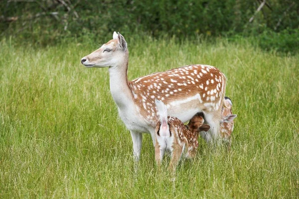 Female Fallow Deer Feeding Small Nature — Stock Photo, Image
