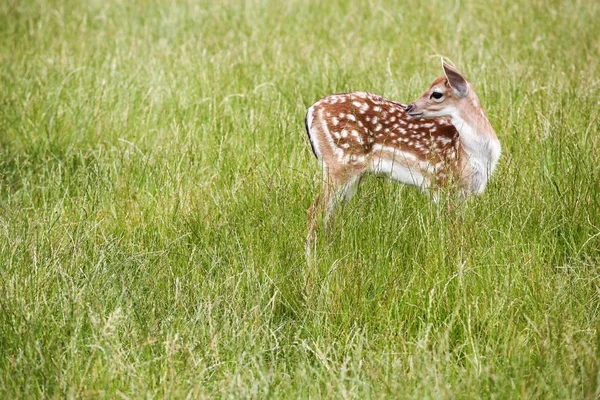 Young Fallow Deer Nature — Stock Photo, Image