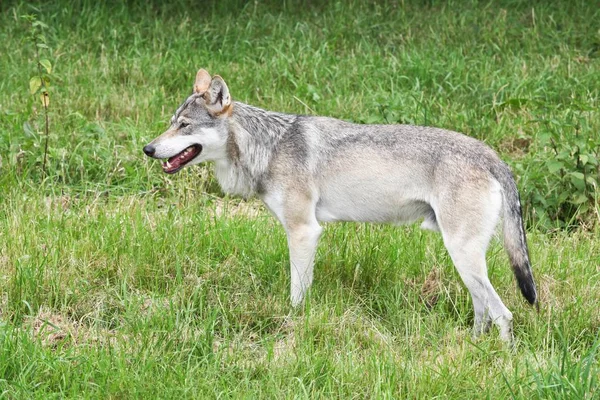 Lobo Naturaleza — Foto de Stock