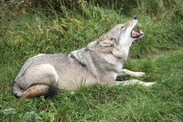 Волк Природе — стоковое фото
