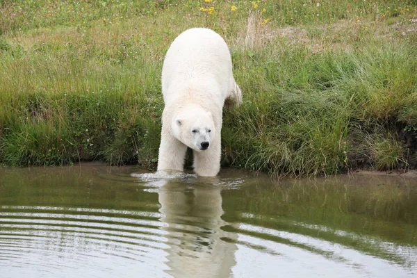 Orso Polare Bianco Nella Natura — Foto Stock