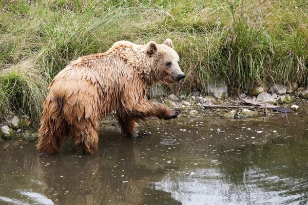 Braunbär Der Natur — Stockfoto