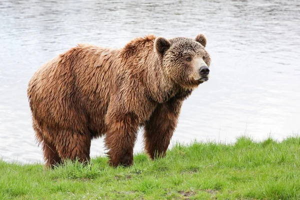 Bruine Beer Natuur — Stockfoto