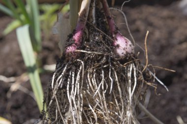 sarımsak saç ekimi