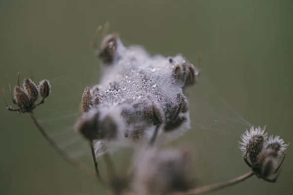 Aranha — Fotografia de Stock