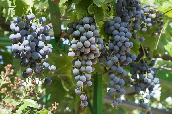 Biologische wijnbouwproducten — Stockfoto
