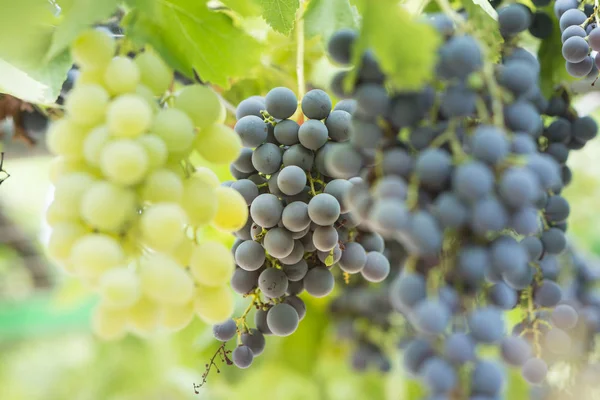 Grape — Stock Photo, Image