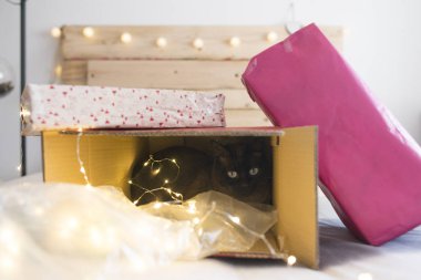 Işıklı bir kedi Noel zamanı