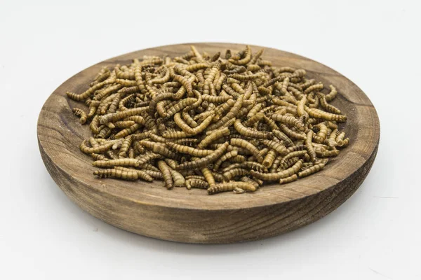 Mealworms  crustaceans tenebrio molitor isolated — Stockfoto