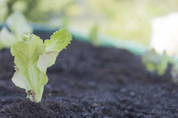 Mujer plantando lechuga en el jardín casero —  Fotos de Stock