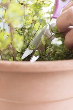 baharat bahçede yeşil taze biberiye dalı kesme hakkını
