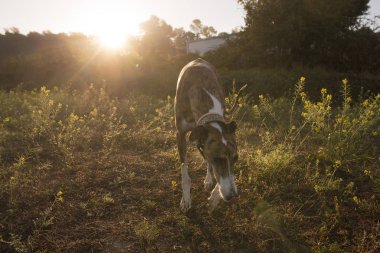 Tipik yemek tabağı.