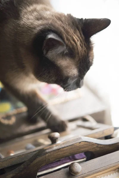 Krásné kotě hraje na slunečný den doma — Stock fotografie