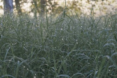 Yeşil çimenlerin üzerindeki çiy damlaları
