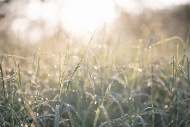 Yeşil çimenlerin üzerindeki çiy damlaları