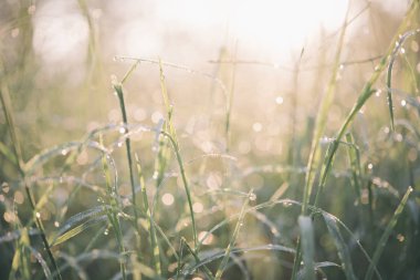 Yeşil çimenlerin üzerindeki çiy damlaları