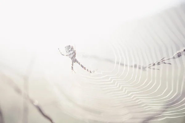 Spider — Stock Photo, Image