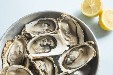 İstiridye taze gurme.