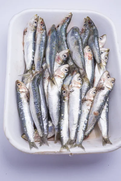 Fresh raw sardines in a white polystyrene food box isolated on w — 스톡 사진